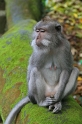 Macaque Bali3